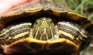 !R Red-eared_Slider turtle turtle_(animal) // 900x533 // 136.4KB