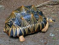 !R radiated_tortoise turtle turtle_(animal) // 3691x2845 // 2.3MB