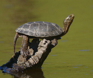 !R Pacific_Pond_Turtle turtle turtle_(animal) // 677x567 // 188.8KB