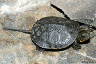 !R Pacific_Pond_Turtle turtle turtle_(animal) // 900x600 // 201.3KB
