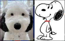 !R Peanuts Snoopy animal dog // 1144x737 // 413.7KB
