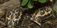 !R spider_tortoise turtle turtle_(animal) // 1400x700 // 208.1KB