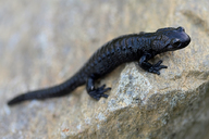 !R alpine_salamander salamander salamander_(animal) // 900x600 // 321.4KB