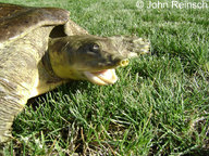 !R Texas_Spiny_Softshell turtle turtle_(animal) // 900x675 // 258.7KB
