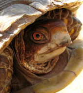 !R Three-Toed_Box_Turtle turtle turtle_(animal) // 909x1024 // 588.6KB