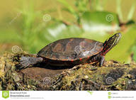 !R non-character turtle turtle_(animal) // 1300x957 // 199.0KB