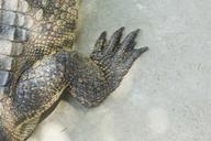 !R crocodilian feet non-character // 591x394 // 102.2KB