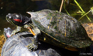 !R Red-eared_Slider turtle turtle_(animal) // 964x582 // 157.4KB