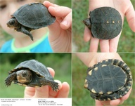 !R turtle turtle_(animal) // 2838x2228 // 1.7MB
