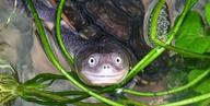 !R photogenic_turtle turtle turtle_(animal) // 628x316 // 38.9KB