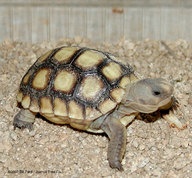 !R Desert_Tortoise turtle turtle_(animal) // 765x708 // 166.1KB