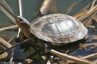 !R Pacific_Pond_Turtle turtle turtle_(animal) // 900x600 // 146.7KB