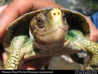 !R Pacific_Pond_Turtle turtle turtle_(animal) // 700x525 // 58.8KB
