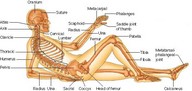 !R anatomy non-character skeleton // 593x282 // 40.3KB