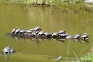 !R Pacific_Pond_Turtle turtle turtle_(animal) // 900x600 // 141.0KB
