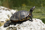 !R Red-eared_Slider turtle turtle_(animal) // 900x600 // 153.9KB