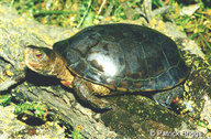 !R Pacific_Pond_Turtle turtle turtle_(animal) // 900x591 // 205.0KB