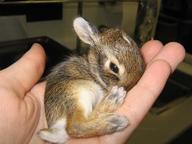 !R Tiny_Bunny_Rabbit rabbit // 500x375 // 25.3KB