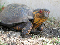 !R turtle turtle_(animal) // 300x225 // 21.8KB