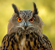 !R bird owl // 900x820 // 152.8KB