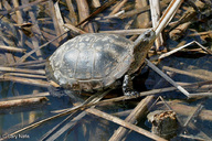 !R Pacific_Pond_Turtle turtle turtle_(animal) // 900x600 // 226.5KB