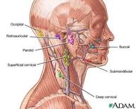 !R anatomy head neck non-character // 400x320 // 23.3KB