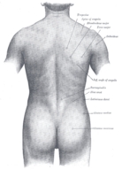!R anatomy body_back non-character // 428x595 // 153.4KB