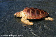 !R Loggerhead_Sea_Turtle turtle turtle_(animal) // 600x399 // 63.5KB