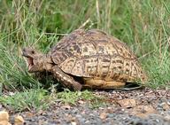 !R Leopard_tortoise turtle turtle_(animal) // 564x414 // 73.8KB