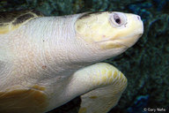 !R Olive_Ridley_Sea_Turtle turtle turtle_(animal) // 900x600 // 128.9KB