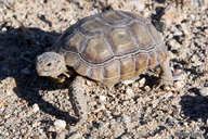 !R Desert_Tortoise turtle turtle_(animal) // 900x600 // 203.9KB