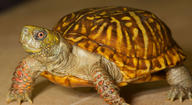!R box_turtle turtle turtle_(animal) // 1800x988 // 283.6KB
