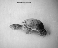 !R Musk_Turtle turtle turtle_(animal) // 1984x1620 // 1.3MB