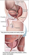 !R anatomy non-character prostate rectum // 289x552 // 96.0KB
