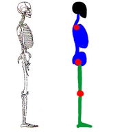 !R anatomy non-character skeleton // 300x350 // 9.2KB